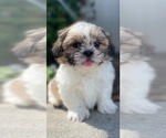 Small #1 Shih Tzu