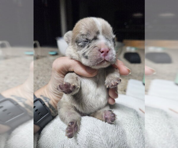 Medium Photo #8 French Bulldog Puppy For Sale in Lake Elsinore, CA, USA