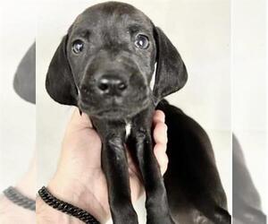 Labrador Retriever Dogs for adoption in Houston, TX, USA