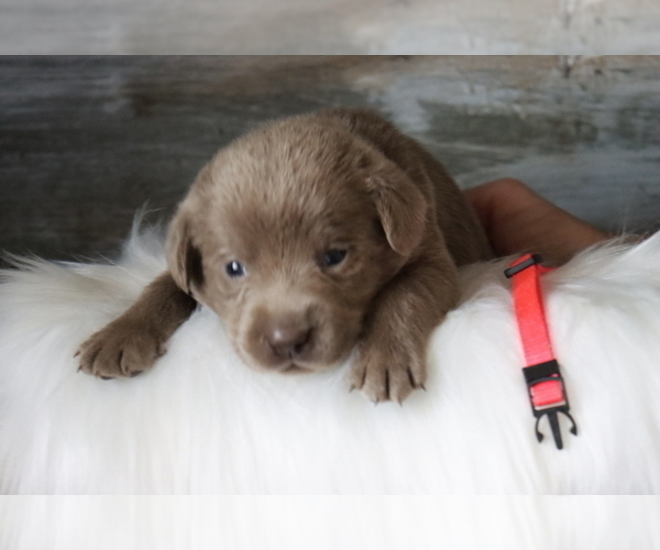 Medium Photo #1 Labrador Retriever Puppy For Sale in POCAHONTAS, IL, USA