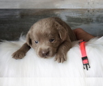 Small Photo #1 Labrador Retriever Puppy For Sale in POCAHONTAS, IL, USA