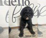 Puppy Yellow Girl Labradoodle-Poodle (Miniature) Mix