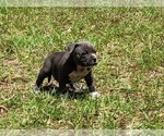 Small Photo #3 American Bully Puppy For Sale in TRENTON, FL, USA