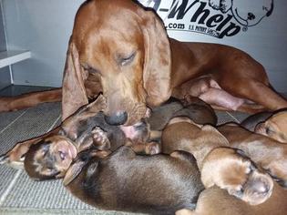 Mother of the Redbone Coonhound puppies born on 09/13/2018