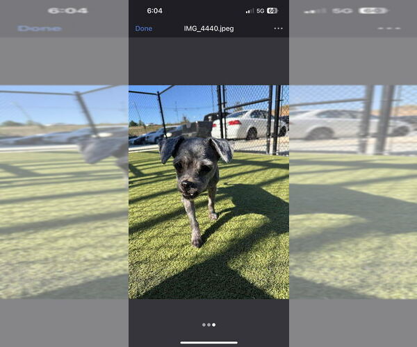 Medium Photo #1 Mutt Puppy For Sale in New York, NY, USA