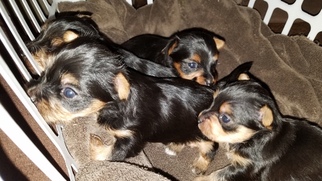Yorkshire Terrier Puppy for sale in CABOT, AR, USA