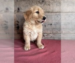 Small #5 Golden Retriever