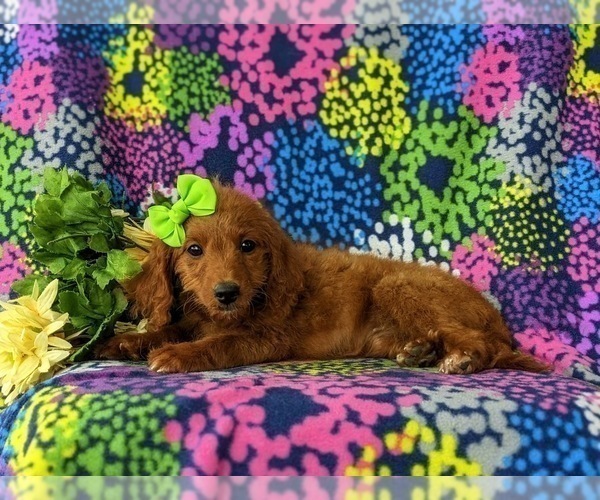 Medium Photo #3 Goldendoodle (Miniature) Puppy For Sale in GLEN ROCK, PA, USA