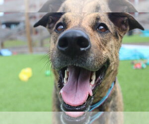 Mutt Dogs for adoption in Chestertown, MD, USA