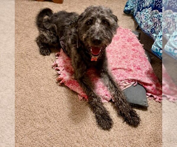 Medium Photo #1 Poodle (Standard)-Unknown Mix Puppy For Sale in Spring Lake, NC, USA