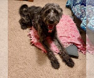 Poodle (Standard)-Unknown Mix Dogs for adoption in Spring Lake, NC, USA