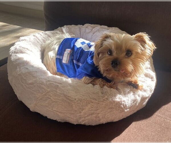 Medium Photo #2  Puppy For Sale in , 