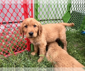 Golden Retriever Puppy for sale in YELM, WA, USA