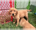 Small Golden Retriever