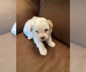Zuchon Puppy for sale in TOLONO, IL, USA