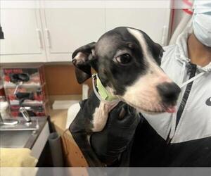 Mutt Dogs for adoption in Martinez, CA, USA