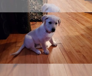 Shollie Puppy for sale in GREEN BAY, WI, USA