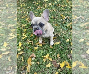 French Bulldog Puppy for sale in BEECH GROVE, IN, USA