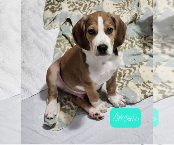 Medium Photo #12 Mutt Puppy For Sale in Morganville, NJ, USA