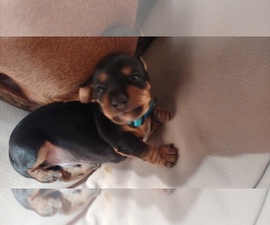 Dorkie Puppy for sale in LINCOLN, NE, USA