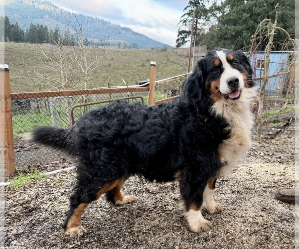 Medium Photo #1 Bernese Mountain Dog Puppy For Sale in DRAIN, OR, USA
