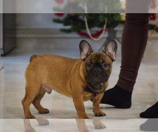 Medium Photo #2 French Bulldog Puppy For Sale in KNOXVILLE, TN, USA