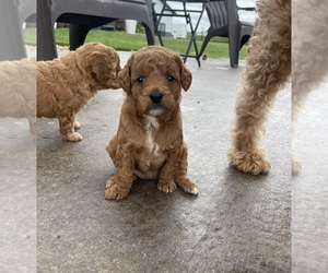 Goldendoodle (Miniature) Puppy for sale in STRYKER, OH, USA