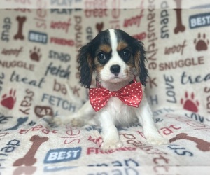 Cavalier King Charles Spaniel Puppy for sale in LAKELAND, FL, USA