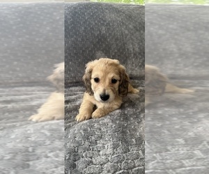 Dachshund Puppy for sale in MEMPHIS, TN, USA