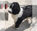 Small Photo #7 Saint Berdoodle Puppy For Sale in MARION, TX, USA
