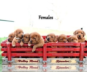 Labrador Retriever Litter for sale in DAYTON, VA, USA
