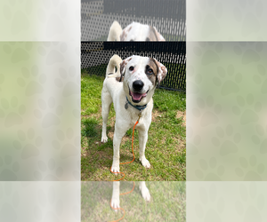 Mutt Dogs for adoption in Weaverville, NC, USA