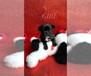 Medium French Bulldog