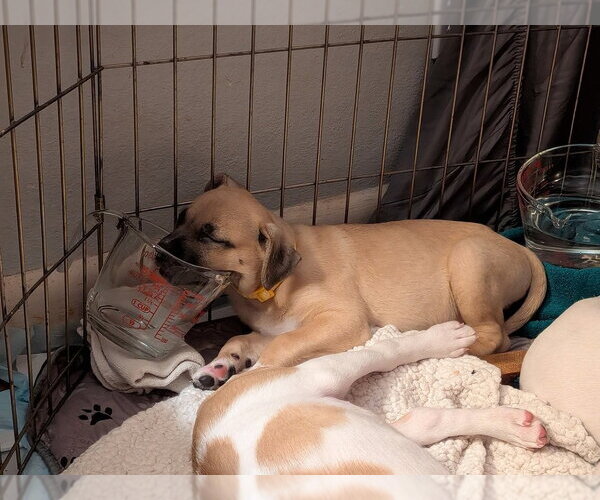 Medium Photo #3 Mutt Puppy For Sale in Bellingham, WA, USA
