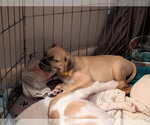 Small #2 Mutt