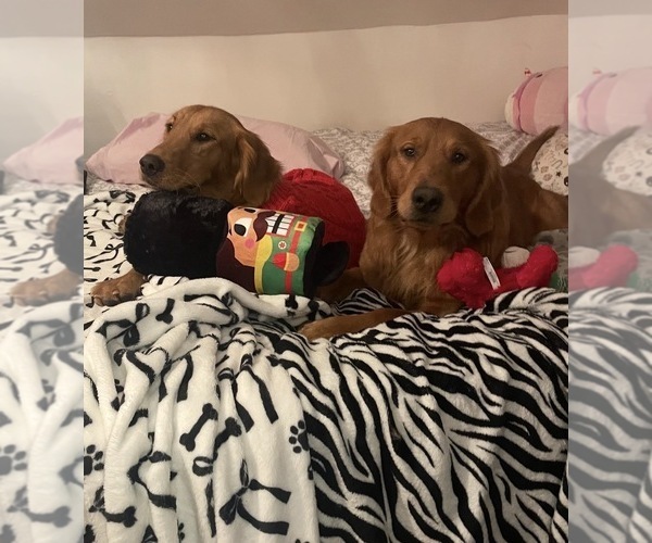 Medium Photo #11 Golden Retriever Puppy For Sale in SOMERSWORTH, NH, USA