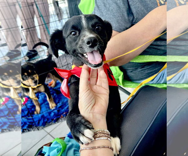 Medium Photo #1 Colonial Cocker Spaniel-Unknown Mix Puppy For Sale in San Bernardino , CA, USA