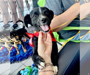 Colonial Cocker Spaniel-Unknown Mix Dogs for adoption in San Bernardino , CA, USA