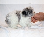 Small #11 ShihPoo