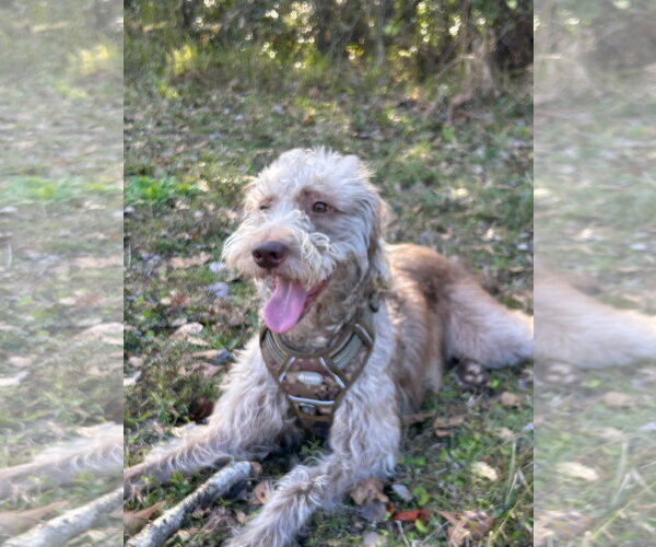 Medium Photo #2 Labradoodle Puppy For Sale in Oakland Park, FL, USA