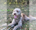Small #1 Labradoodle