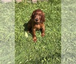 Small #1 Irish Setter