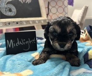 Medium YorkiePoo