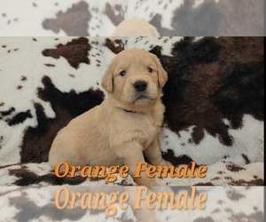 Medium Golden Retriever