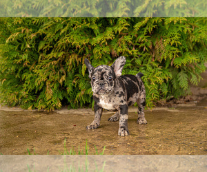 French Bulldog Puppy for sale in DES PLAINES, IL, USA