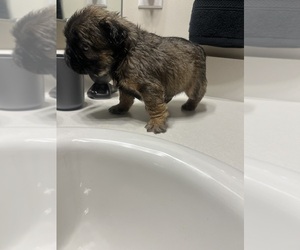 French Bulldog Puppy for sale in CHARLOTTE, NC, USA