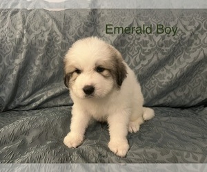 Great Pyrenees Puppy for sale in CLAYTON, NC, USA