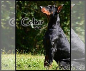 Father of the Doberman Pinscher puppies born on 03/31/2023
