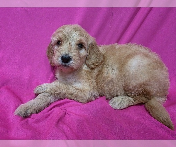 Medium Photo #2 Goldendoodle Puppy For Sale in DUBLIN, TX, USA