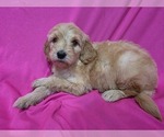 Small #1 Goldendoodle